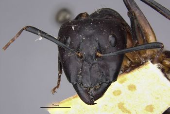 Media type: image;   Entomology 22709 Aspect: head frontal view